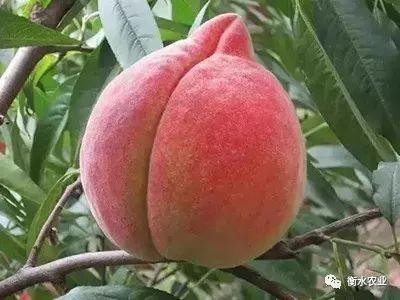 蜜桃产品区一区一区三区